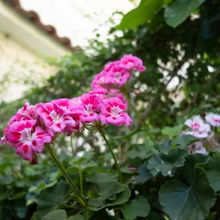 Shalacory Διαμέρισμα